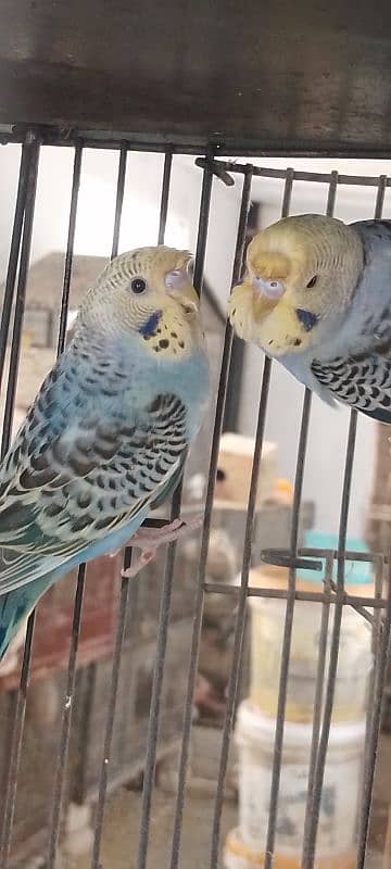 Jumbo Size Red Eyes  Australian Budgies Available 7