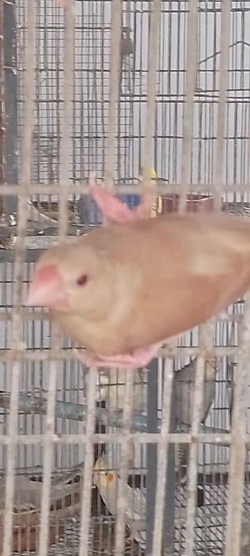 Jumbo Size Red Eyes  Australian Budgies Available 8