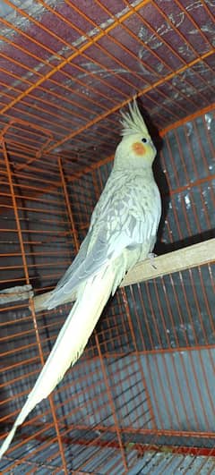 Cockatiel Male and Female (Eno x Pearl)