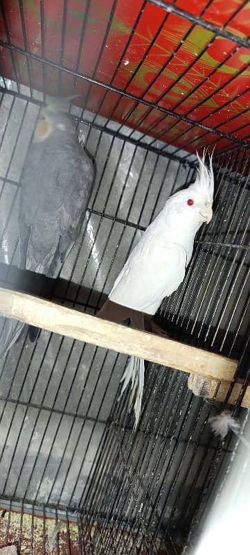 Cockatiel Male and Female (Eno x Pearl) 1