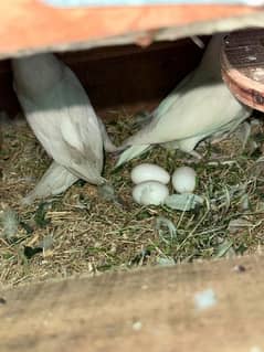 Albino breeder pair