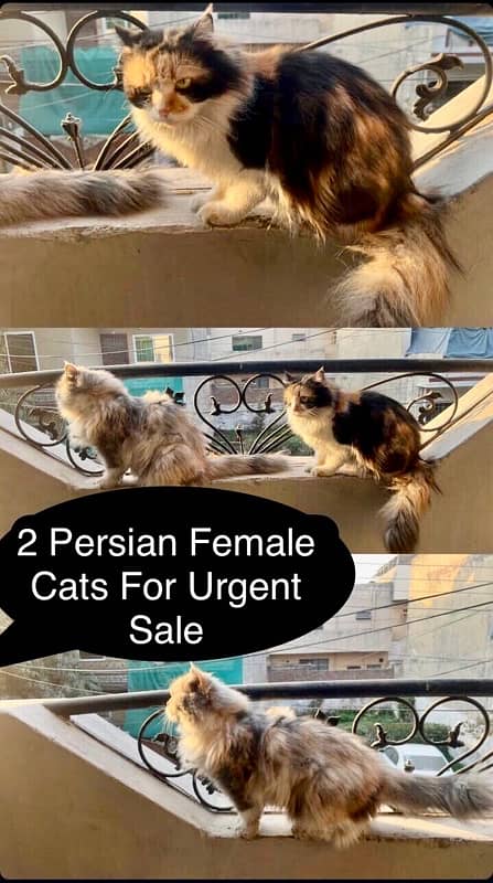 2 Persian Female Cats For Sale Urgent Bases/4 To 6 Months Almost 0