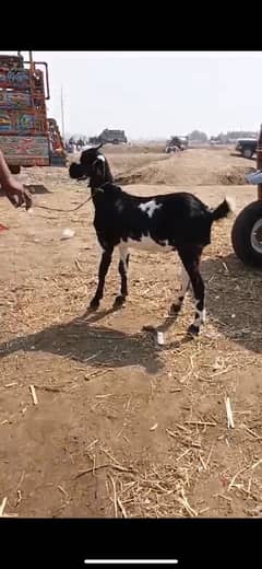 bakra jori for Sale