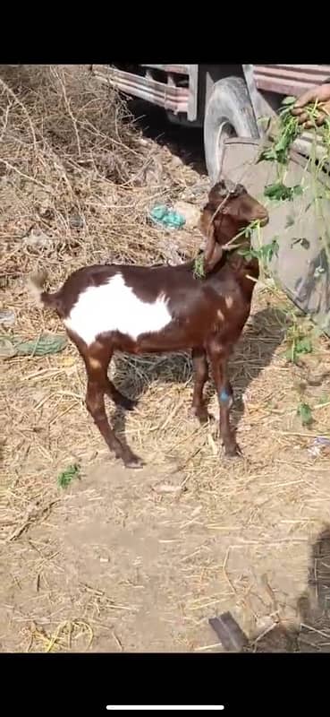 bakra jori for Sale 1