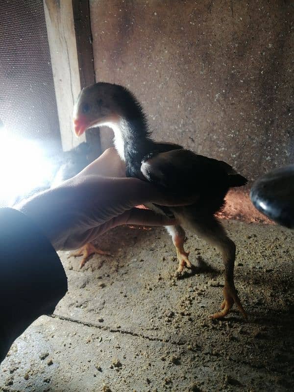 Black Oshamoo chicks for sale age 1 month 0