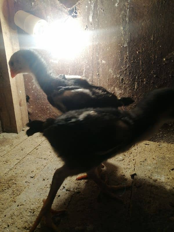 Black Oshamoo chicks for sale age 1 month 1