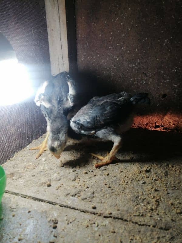 Black Oshamoo chicks for sale age 1 month 2