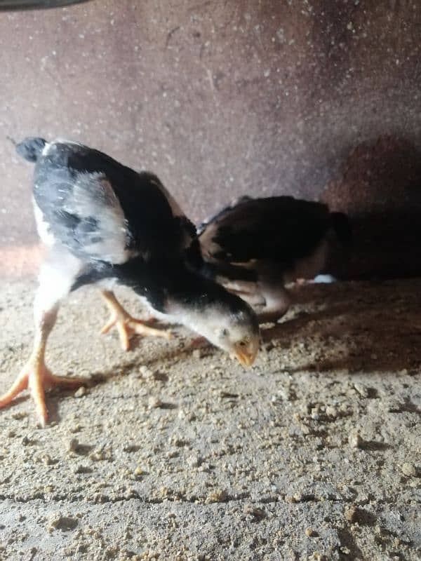 Black Oshamoo chicks for sale age 1 month 3