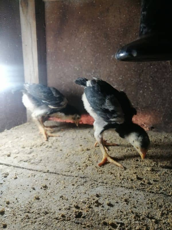 Black Oshamoo chicks for sale age 1 month 4