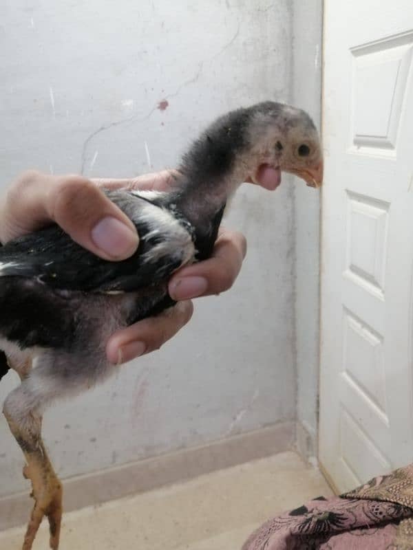 Black Oshamoo chicks for sale age 1 month 5