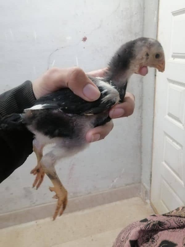 Black Oshamoo chicks for sale age 1 month 6