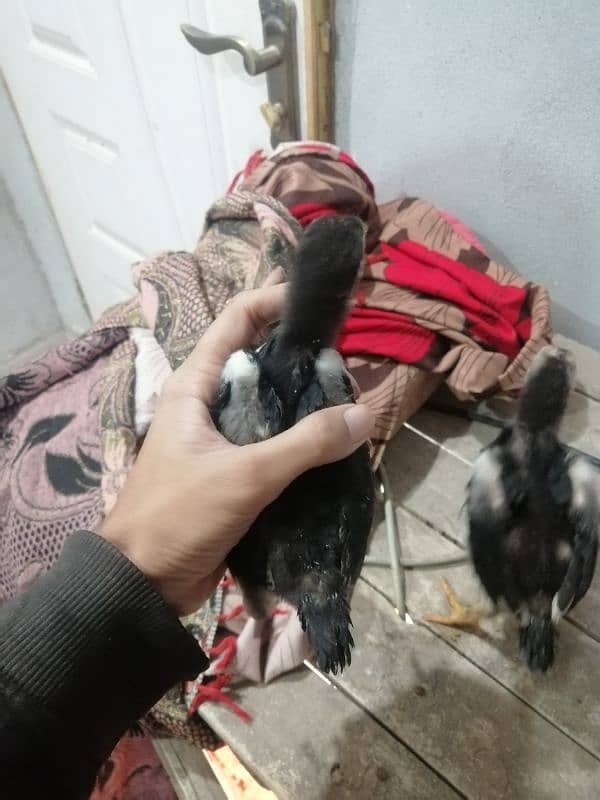 Black Oshamoo chicks for sale age 1 month 7