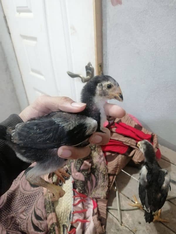 Black Oshamoo chicks for sale age 1 month 8