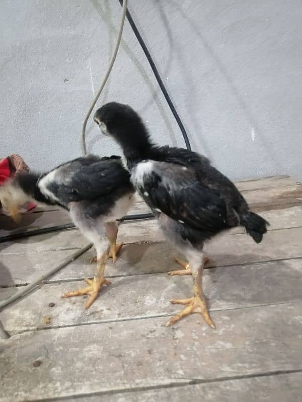 Black Oshamoo chicks for sale age 1 month 9