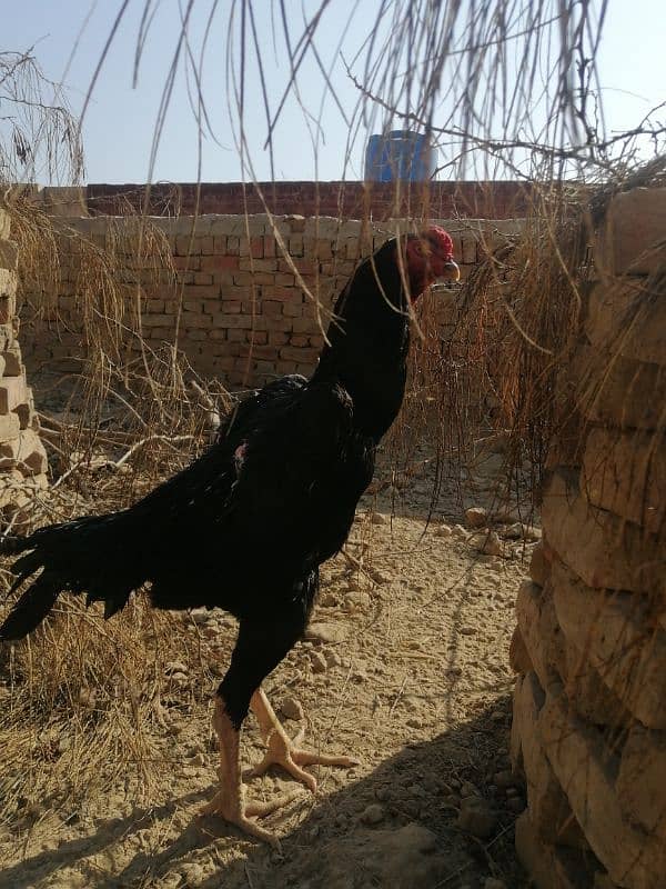 Black Oshamoo chicks for sale age 1 month 12