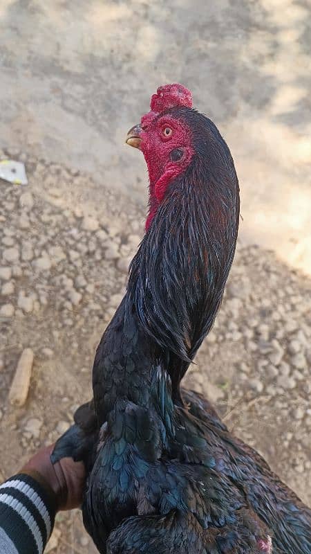 Black Oshamoo chicks for sale age 1 month 15