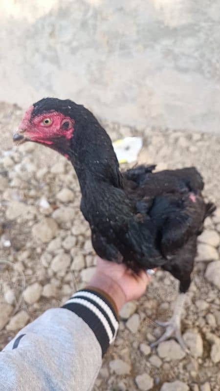 Black Oshamoo chicks for sale age 1 month 16