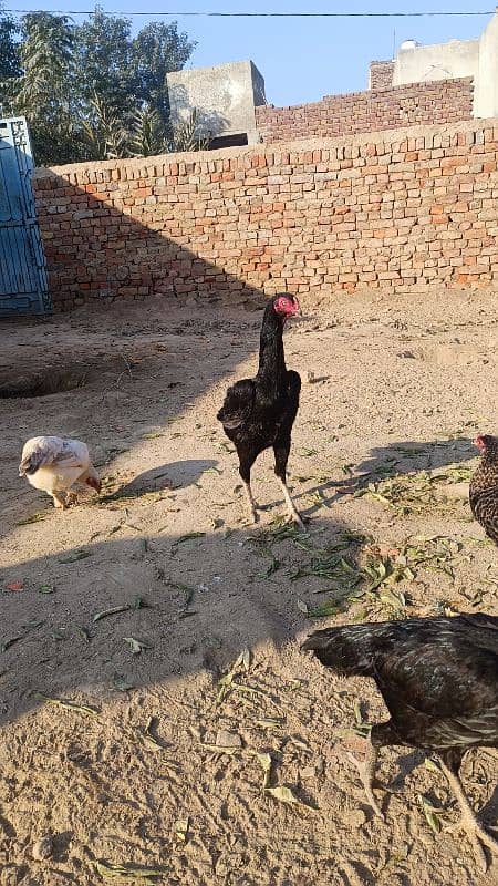 Black Oshamoo chicks for sale age 1 month 17