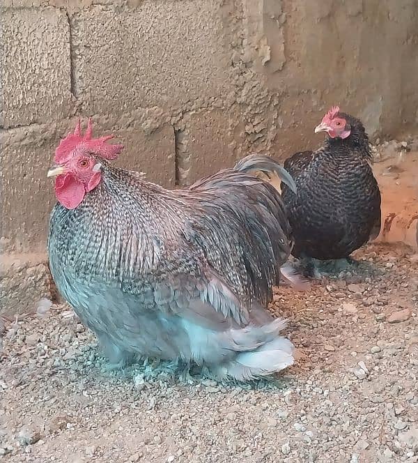 bantam and heavy buff eggs and chicks sale 2