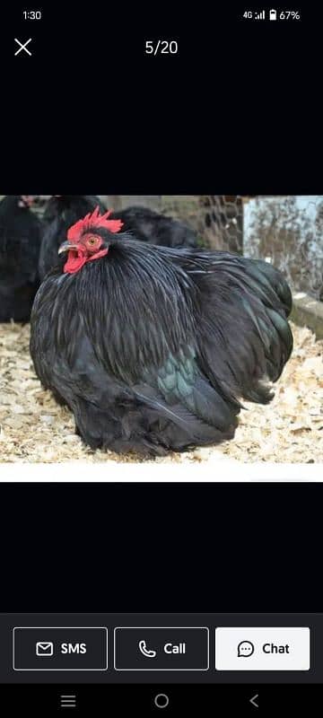 bantam and heavy buff eggs and chicks sale 4