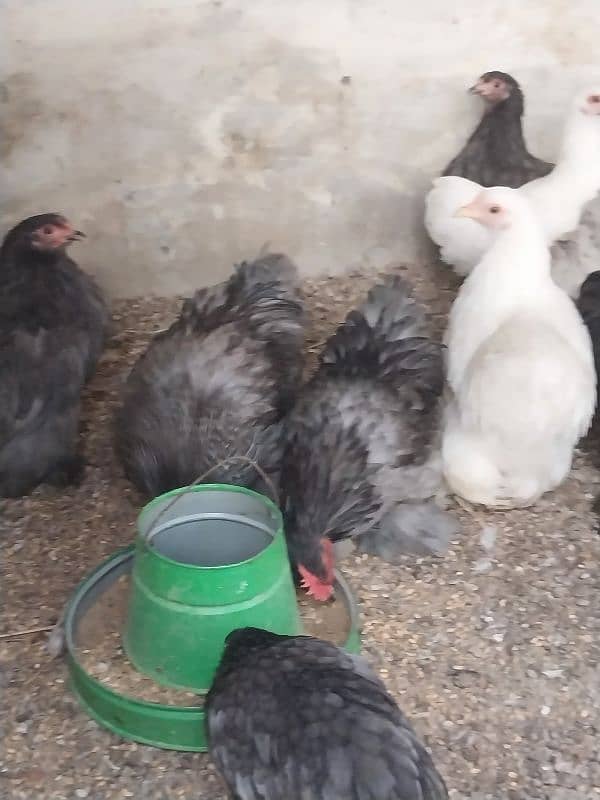 bantam and heavy buff eggs and chicks sale 5