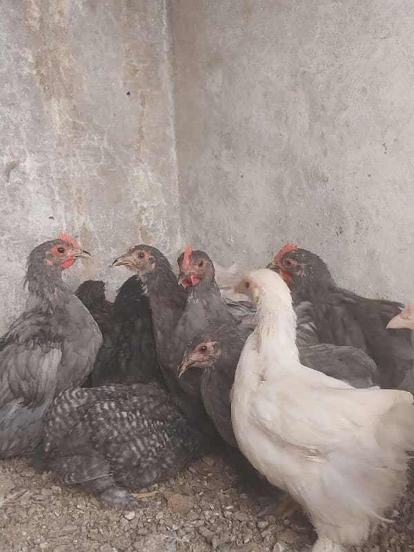 bantam and heavy buff eggs and chicks sale 6