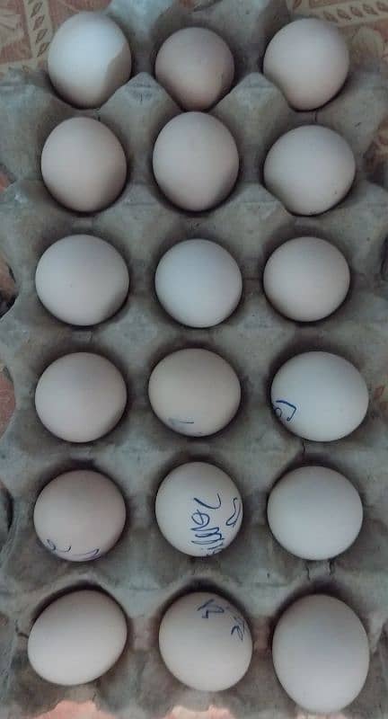 bantam and heavy buff eggs and chicks sale 8