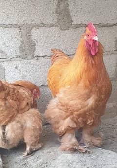 bantam and heavy buff eggs and chicks sale