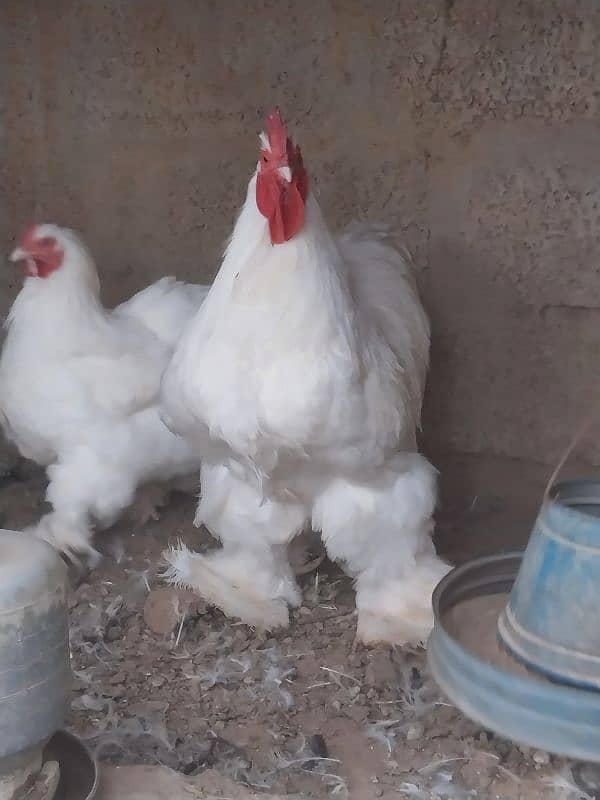 bantam and heavy buff eggs and chicks sale 10