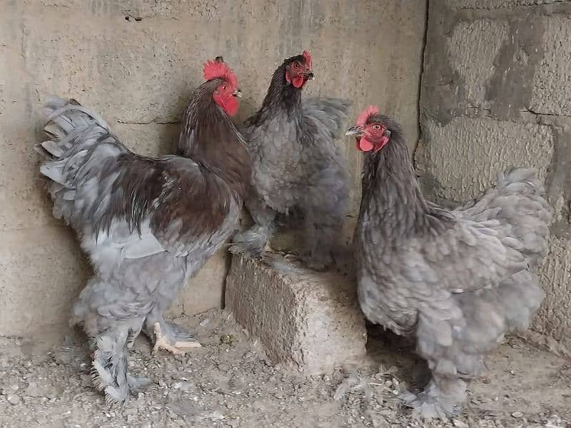 bantam and heavy buff eggs and chicks sale 11