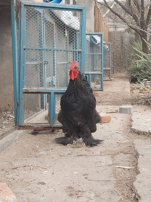 bantam and heavy buff eggs and chicks sale 12