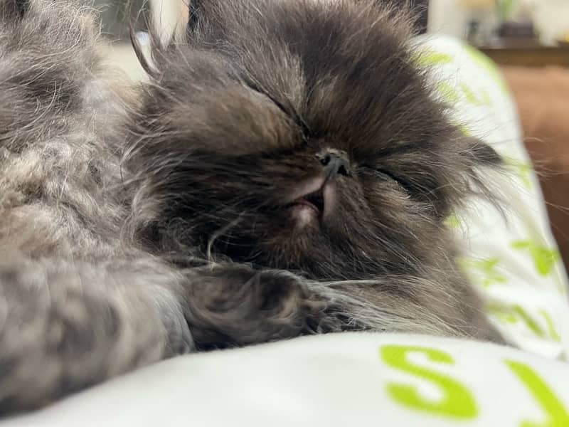 Piki Persian Male kitten for sale 0