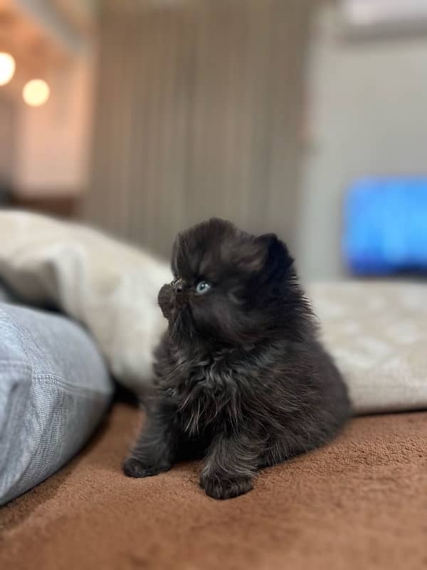 Piki Persian Male kitten for sale 1