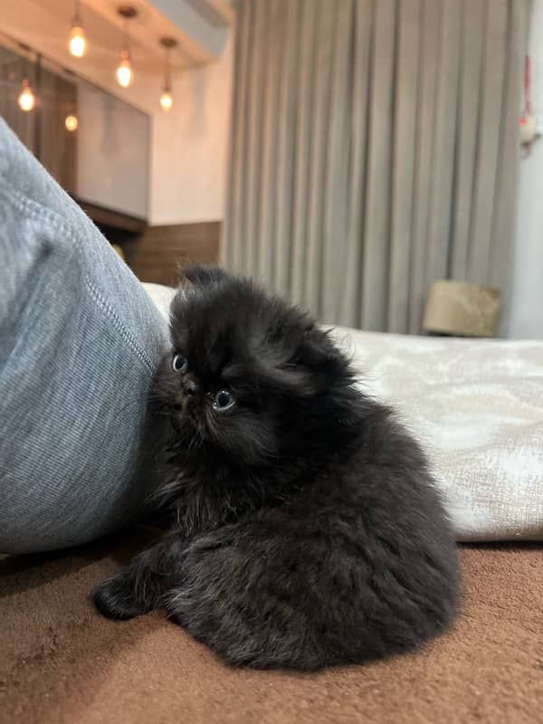 Piki Persian Male kitten for sale 2