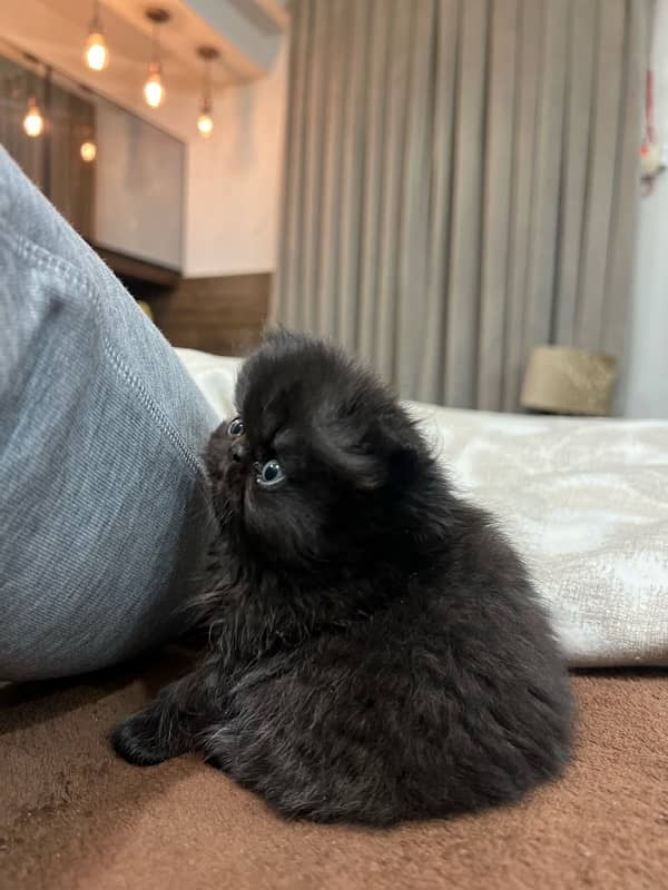 Piki Persian Male kitten for sale 3