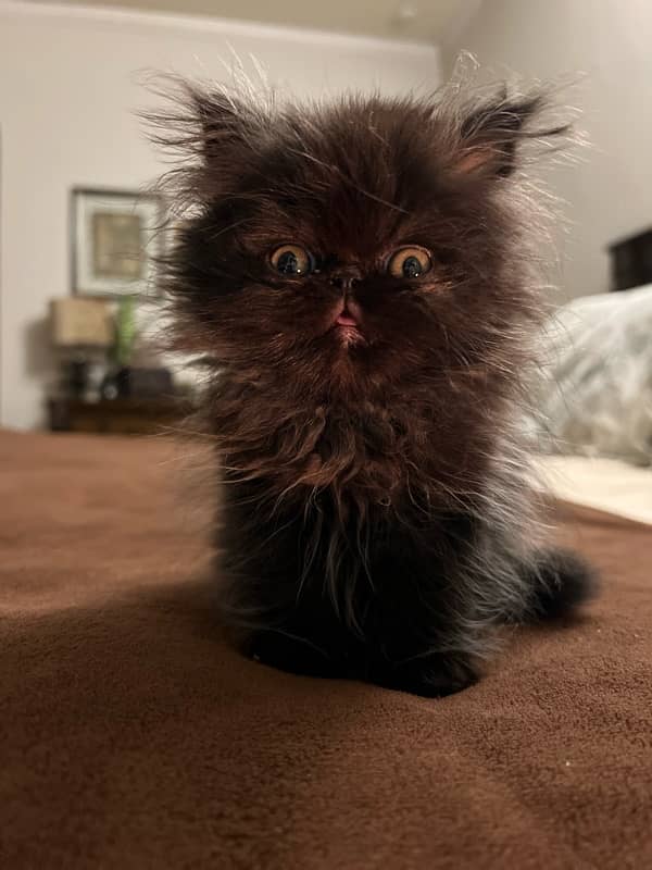 Piki Persian Male kitten for sale 4