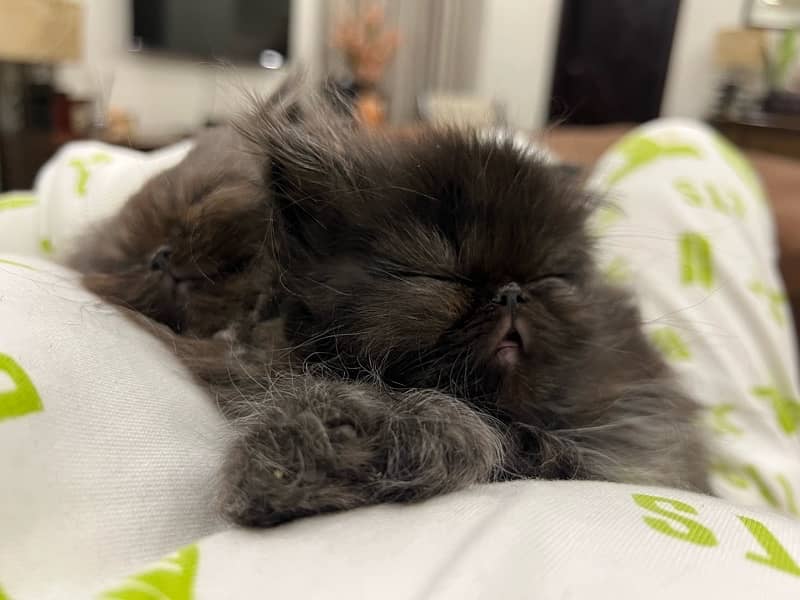 Piki Persian Male kitten for sale 5