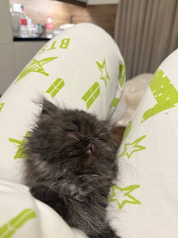 Piki Persian Male kitten for sale 6