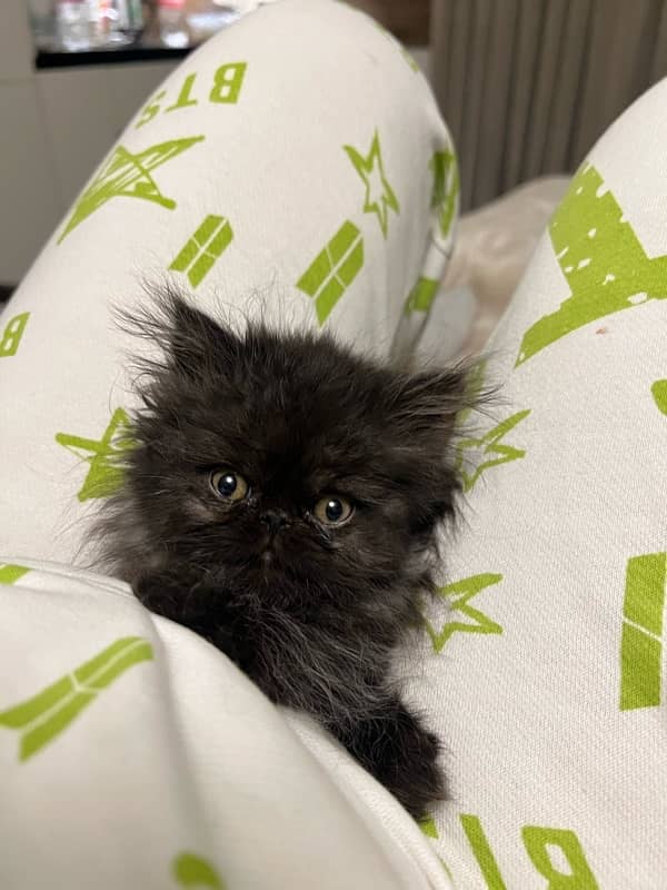 Piki Persian Male kitten for sale 7