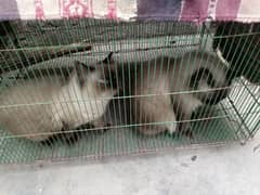 siamese cat for sale