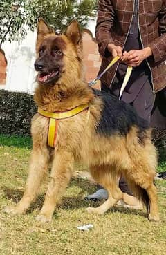 king Shepherd male age 10 months full security Dog