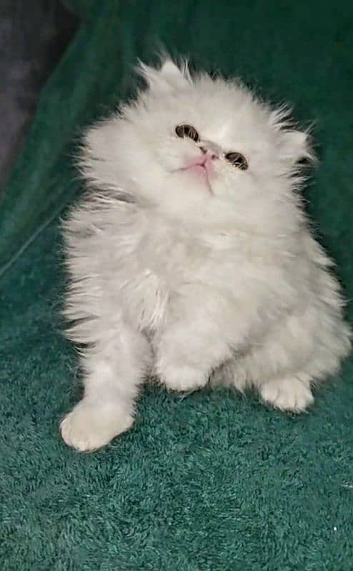 Cat/ Persian/ kittens/ Punch face/ triple coated/ Blue Eyes/ Baby⁠⁠ 0