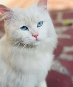 Cat/ Persian/ kittens/ Punch face -:-/ triple coated/ Blue Eyes/ Baby