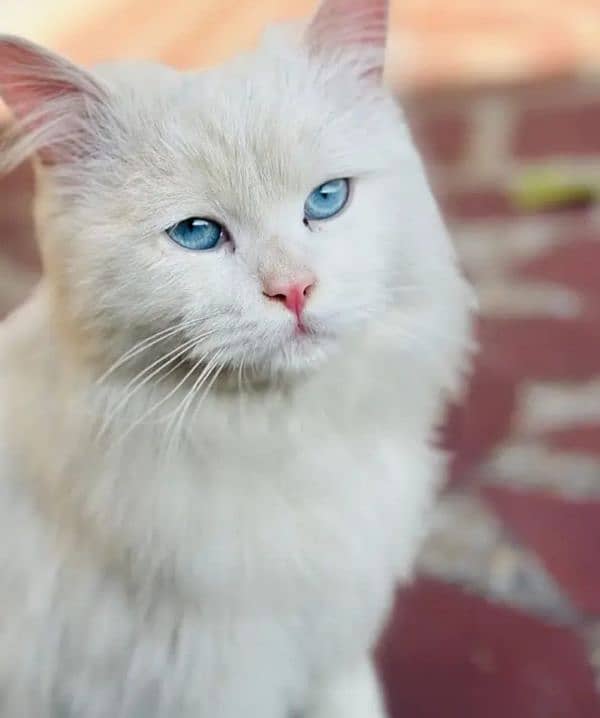 Cat/ Persian/ kittens/ Punch face -:-/ triple coated/ Blue Eyes/ Baby 0