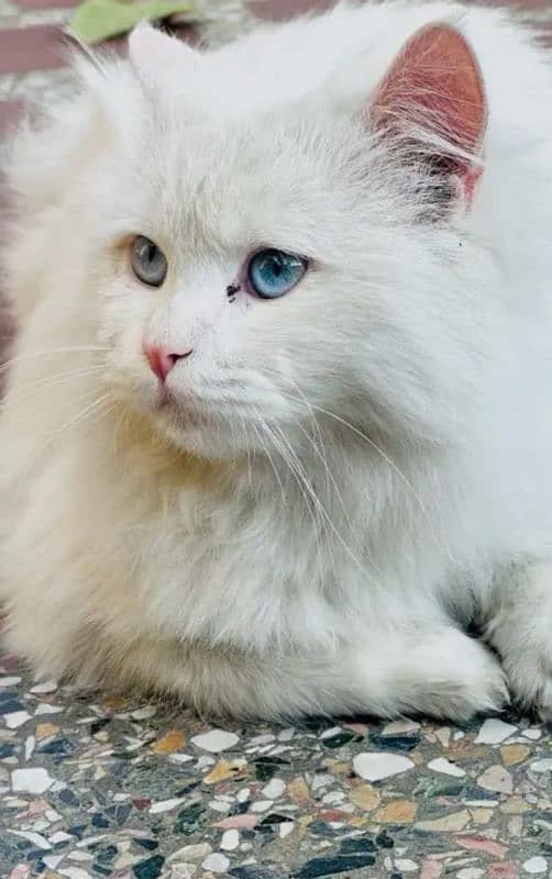 Cat/ Persian/ kittens/ Punch face -:-/ triple coated/ Blue Eyes/ Baby 1