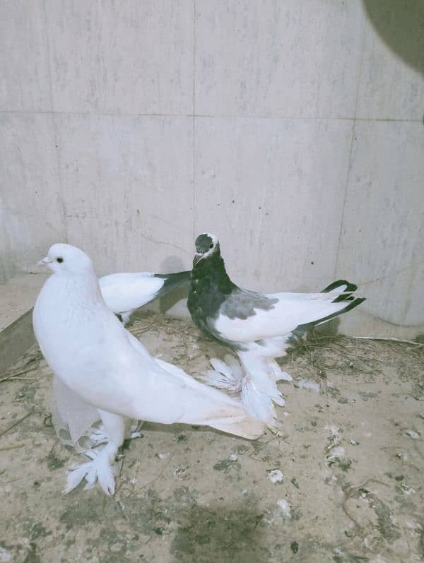 pouter, English fantail Indian fantail danish for sale 5