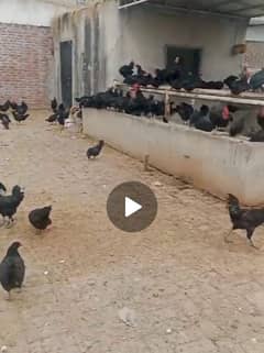 Australorp Eggs for sale