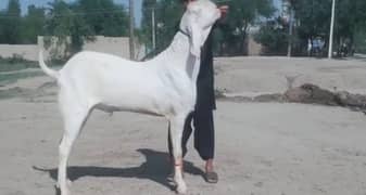 Rajanpuri Bakra Urgent For Sale WhatsApp 0311,7478,299