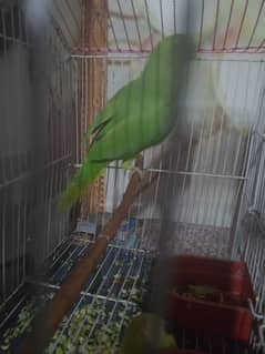 parrot