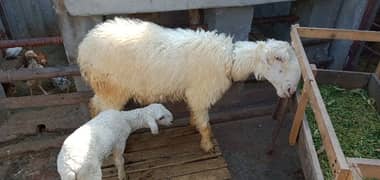 sheep + baby sheep for sale